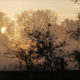 Sunrise with trees and meadow in the mist near Ploegsteert Wood - static real time