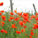 In Flanders fields the poppies blow, between the crosses, row on row - dolly shot real time