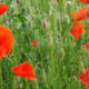 The poppies of the recreated World War One trench near Ploegsteert Wood - dolly shot real time