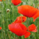 Poppy bloom time near Plugstreet World War One recreated battlefield - dolly shot real time