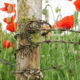 The poppies of the recreated trench with barbed wire of Ploegsteert Wood - dolly shot real time