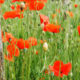 Flanders Fields poppies in Word War One recreated trench system - dolly shot real time