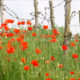 The poppies of remembrance near Ploegsteert WW1 battlefield - dolly shot real time