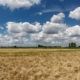 Blue summer sky with fluffy clouds above barley field in Warneton countryside - motion time lapse