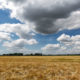 Agriculture  in summer near Warneton: barley field ready for harvest. - motion time lapse