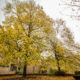 Louvain-la-Neuve university district : autumn mood in residential campus - static time lapse