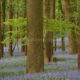Magic bluebell carpet in Belgium : the fairytale wood of Kemmel Hill - dolly shot real time