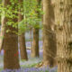 Wonder of nature : bluebells flowering in oak tree woods of Kemmel - dolly shot real time