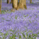 Landscape of Kemmel Hill at springtime : stunning bluebells blossom - dolly shot real time
