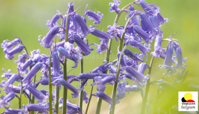 Bluebells grape in bloom