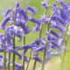 Beauty of nature :  carpet of bluebell grapes in bloom at Kemmel Hill - dolly shot real time