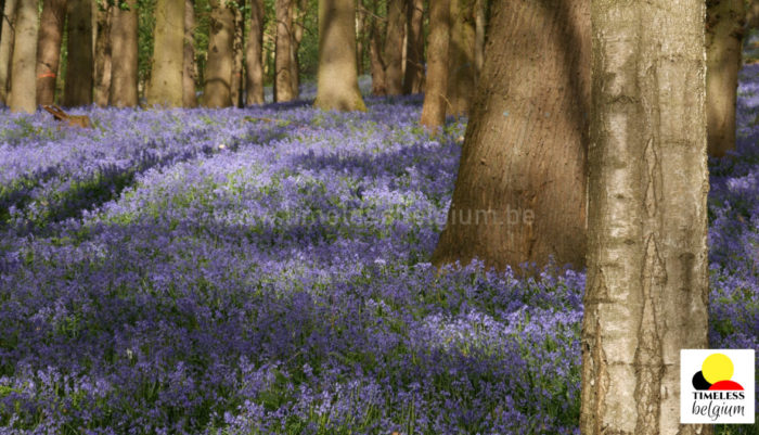 Bluebells in the Kemmel woods