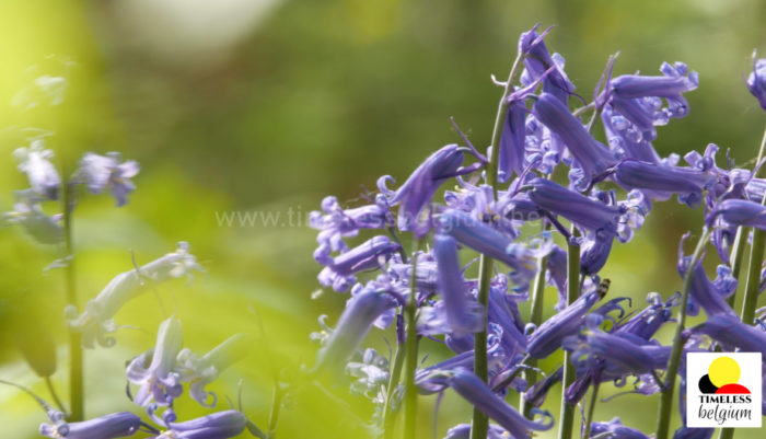 Bluebells of Kemmelberg