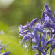 Top nature shot : the pure beauty of Kemmel Hill bluebells blossom - dolly shot real time