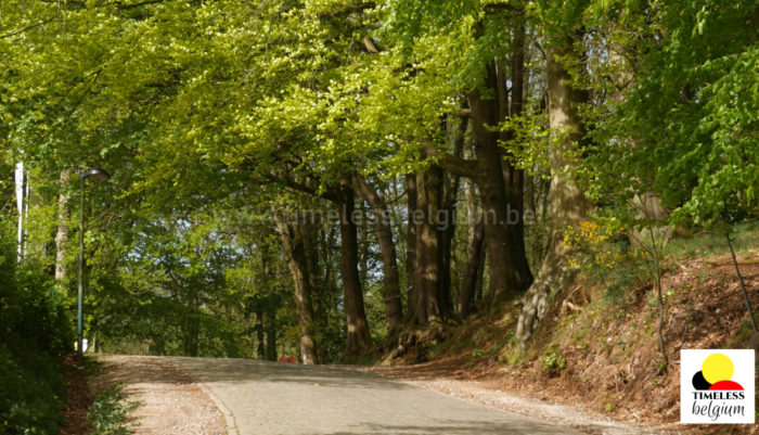 Kemmelberg woods and cobblestone road