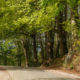 The wood of Kemmel and the cobblestone road in the spring morning light - dolly shot real time