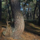 Lommel Sahara : visit of pine tree wood in Limburg Bosland reserve - real time dolly shot