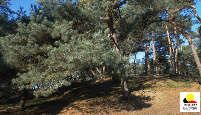 Nature shot with pine trees