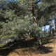 Bosland nature reserve : pine growth on Lommel Sahara sandy soil - real time dolly shot