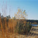 Nature of Lommel Sahara  : pine trees, plants, lake and sand beach - real time dolly shot