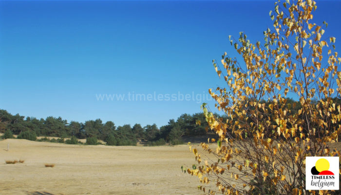 The beach of Lommel Sahara reserve