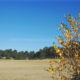 Lommel Sahara : former industry area converted to nature reserve - real time dolly shot