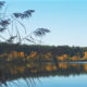 Top nature landscape  : trees, blue lake, water plants in autumn light - real time dolly shot