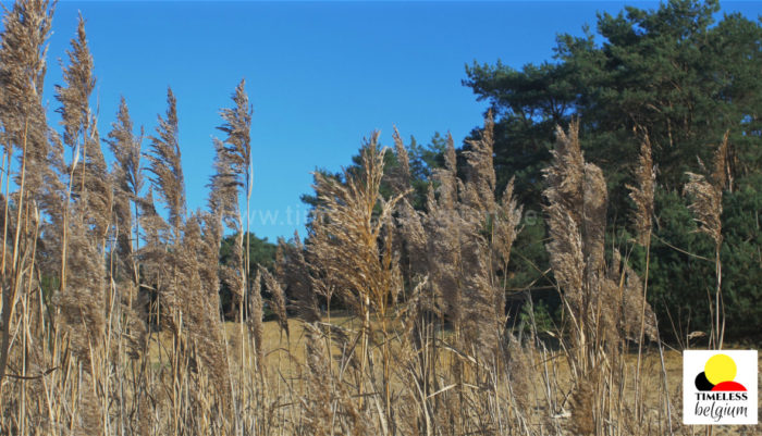 Reeds blown in the wind