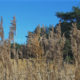 Cool nature : wind blown reeds on the Lommel Sahara lake banks - real time dolly shot