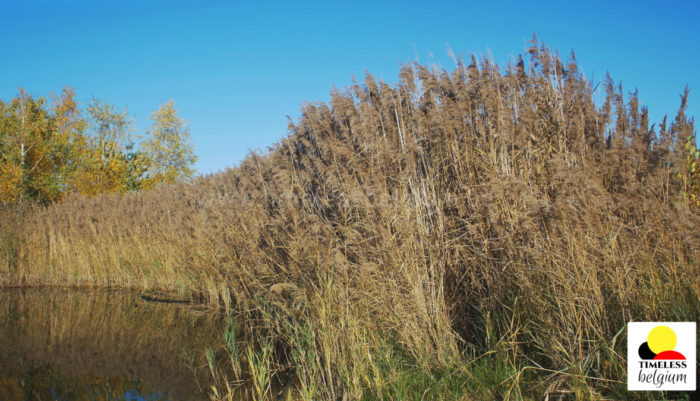 Reeds grow on lake banks