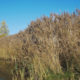 Pure nature : reed plants growing on Lommel Sahara lake banks - pan/tilt shot real time