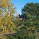 Nature reserve of Lommel Sahara by a bright sunny day of autumn - real time dolly shot