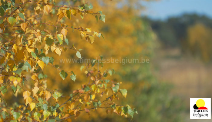 Birch tree in autumn