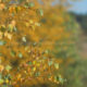 Autumn colors in Lommelse Sahara : birch trees of the lake banks - real time dolly shot