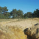 Walking down the Lommel Sahara sandy lake bank and pine woods - real time dolly shot