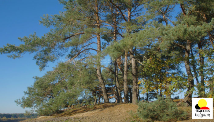 Blue sky and pine trees
