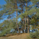 Lommel Sahara landscape : sand dunes, blue sky and pine trees - pan/tilt shot real time