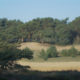 Top nature landscape of sand dunes and pines in Lommel Sahara - real time dolly shot