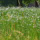 Flax field blossom in Kortrijk countryside : the plant that made the city’s growth - dolly shot real time