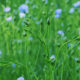 West Flanders typical landscape in june : the pale blue notes of flax flowering fields - dolly shot real time