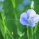 Flax plant grown for oilseed and fiber : the blooming for one day flower - static real time