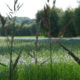 Agriculture shot : landscape of West Flanders blooming flax fields - dolly shot real time