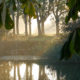 Autumn nature shot : colors and light after sunrise along Ypres river - dolly shot real time