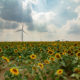 Sunwall agriculture project : sunflower fields growing in Wallonia - static time lapse