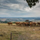 Northern Ardennes landscape :  cows and dry grass in hot summer - static time lapse