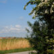 Blooming may tree along small countryside road in flemish farmland - dolly shot real time