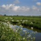 Spring in west Flanders : biodiversity of the coastal plains (polders) - dolly shot real time