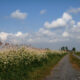 Countryside path in the polders :  reed and carrot wildflowers blossom - dolly shot real time