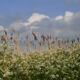 Spring in the polders : carrot and reed flowers blowing in the wind - dolly shot real time
