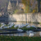 Swans at Minnewater lake : maybe the most beautiful view of Bruges - dolly shot real time